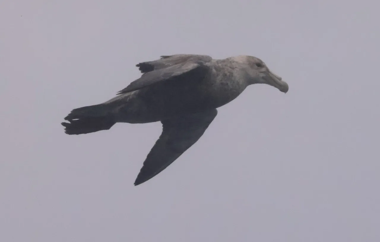 SGPE_0Y0A9054 2022-11-26 Drake Passage.JPG