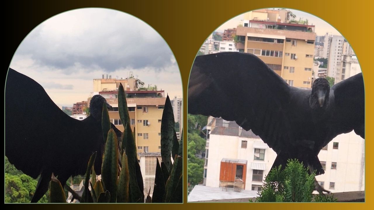 Ugliest Animal Challenge – Black Vulture (Coragyps atratus) (7).jpg