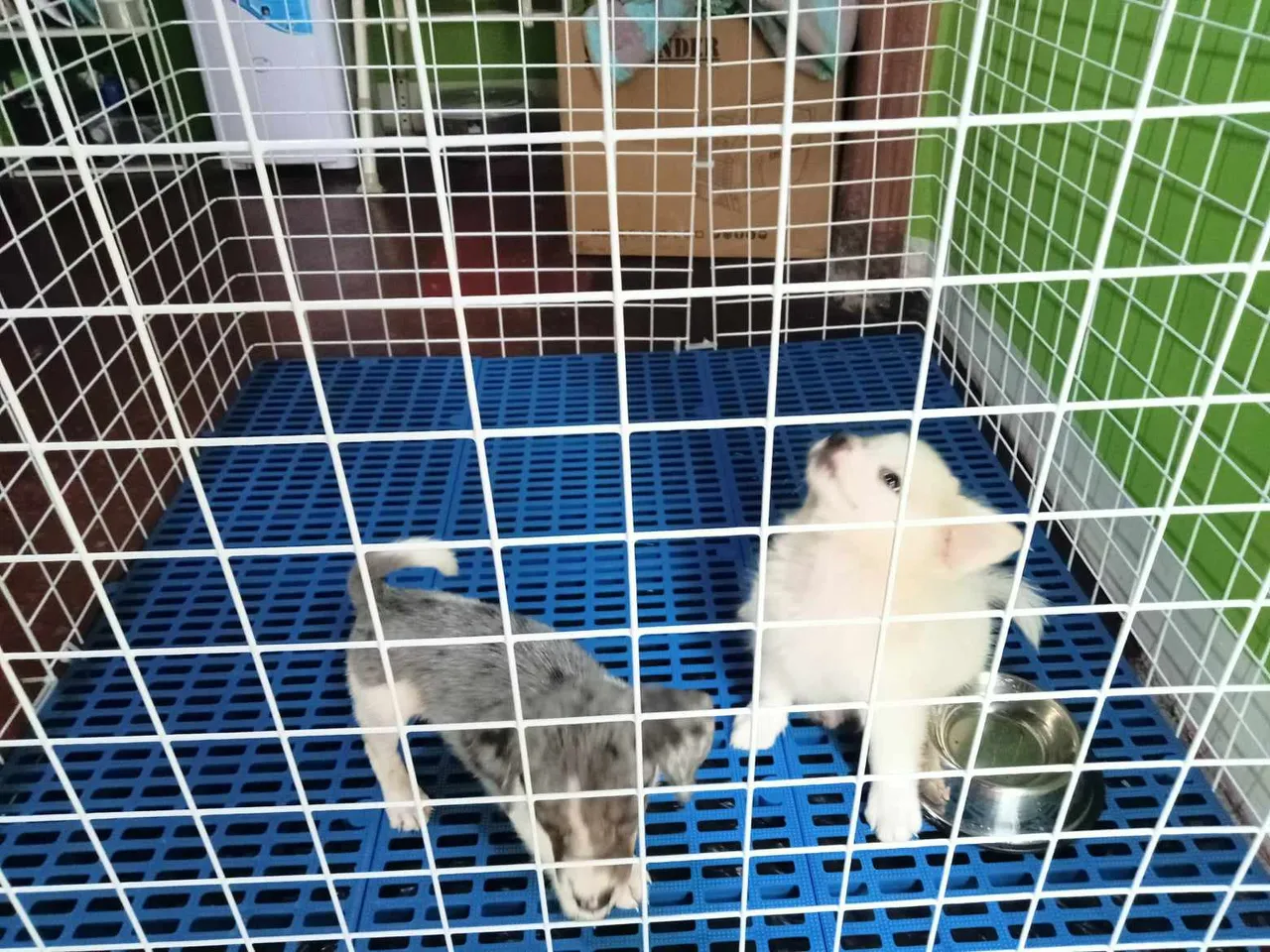 pup13.jpg