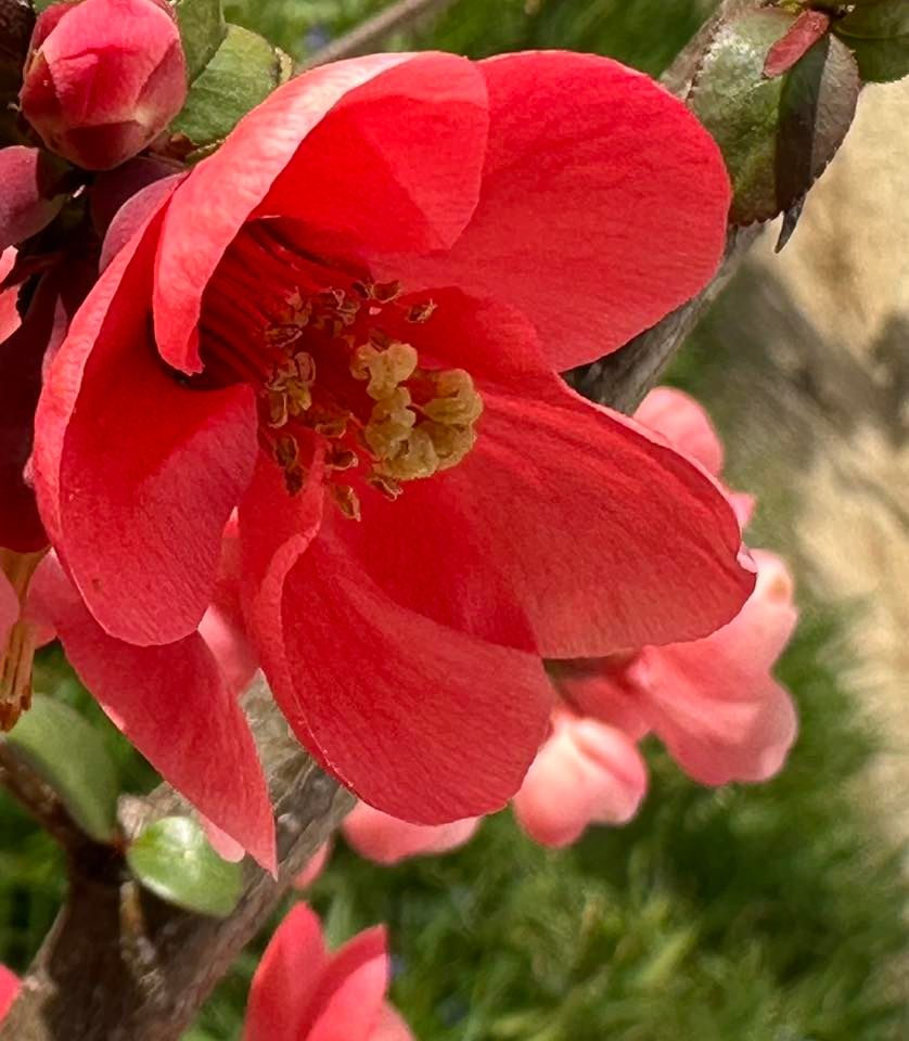My garden in March