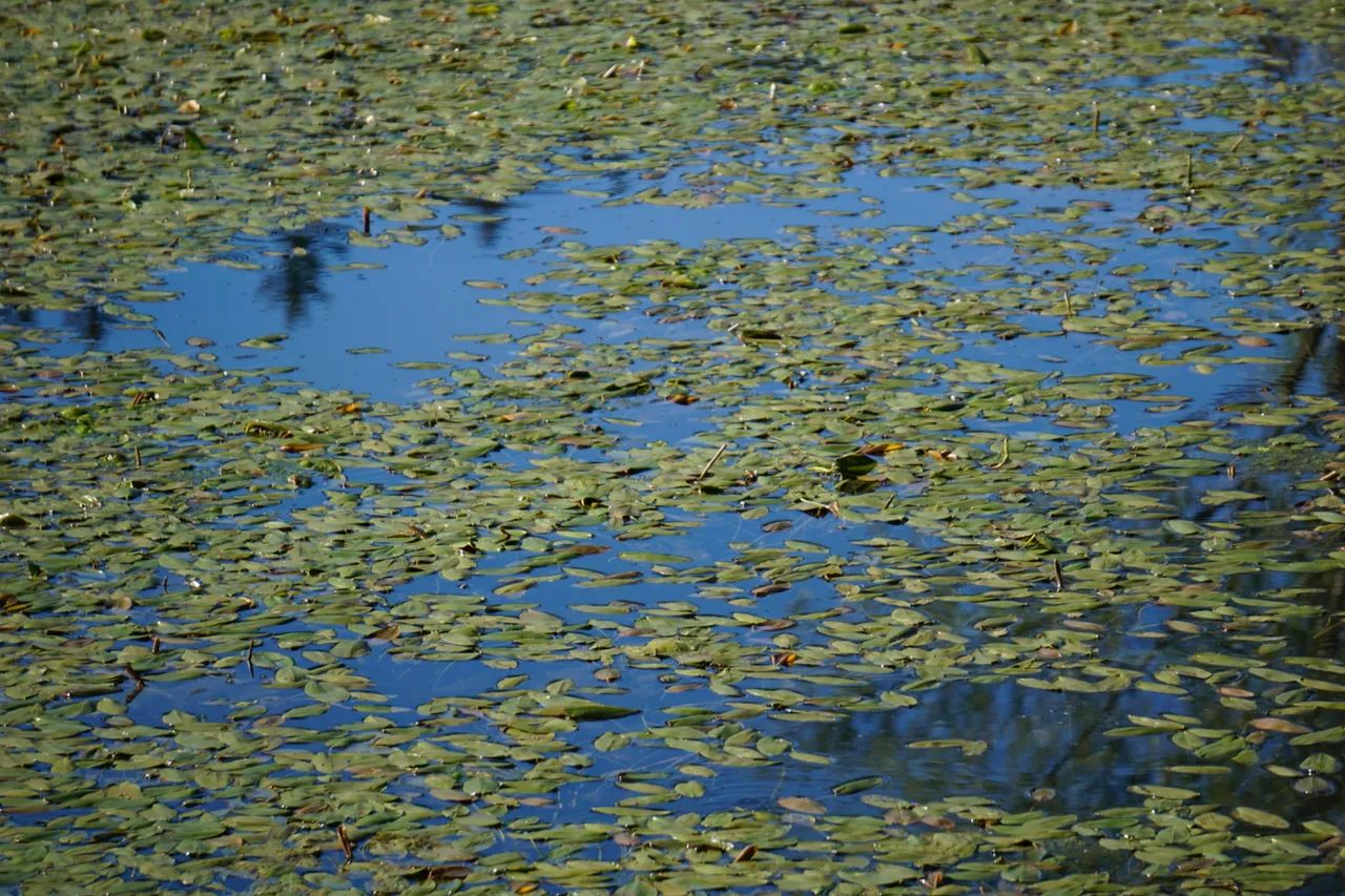 _DSC3611.JPG
