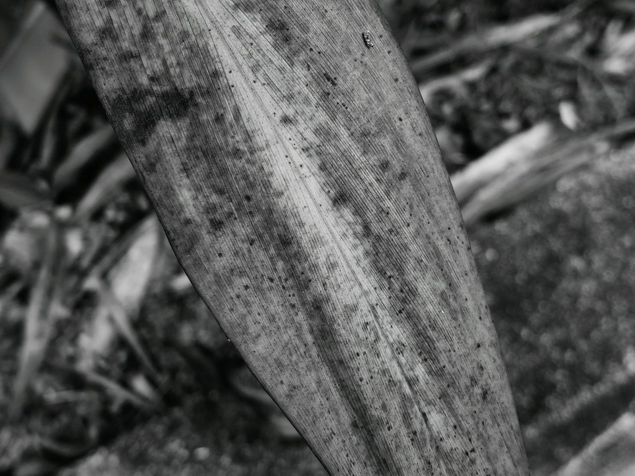 Beauty in Dry Leaves