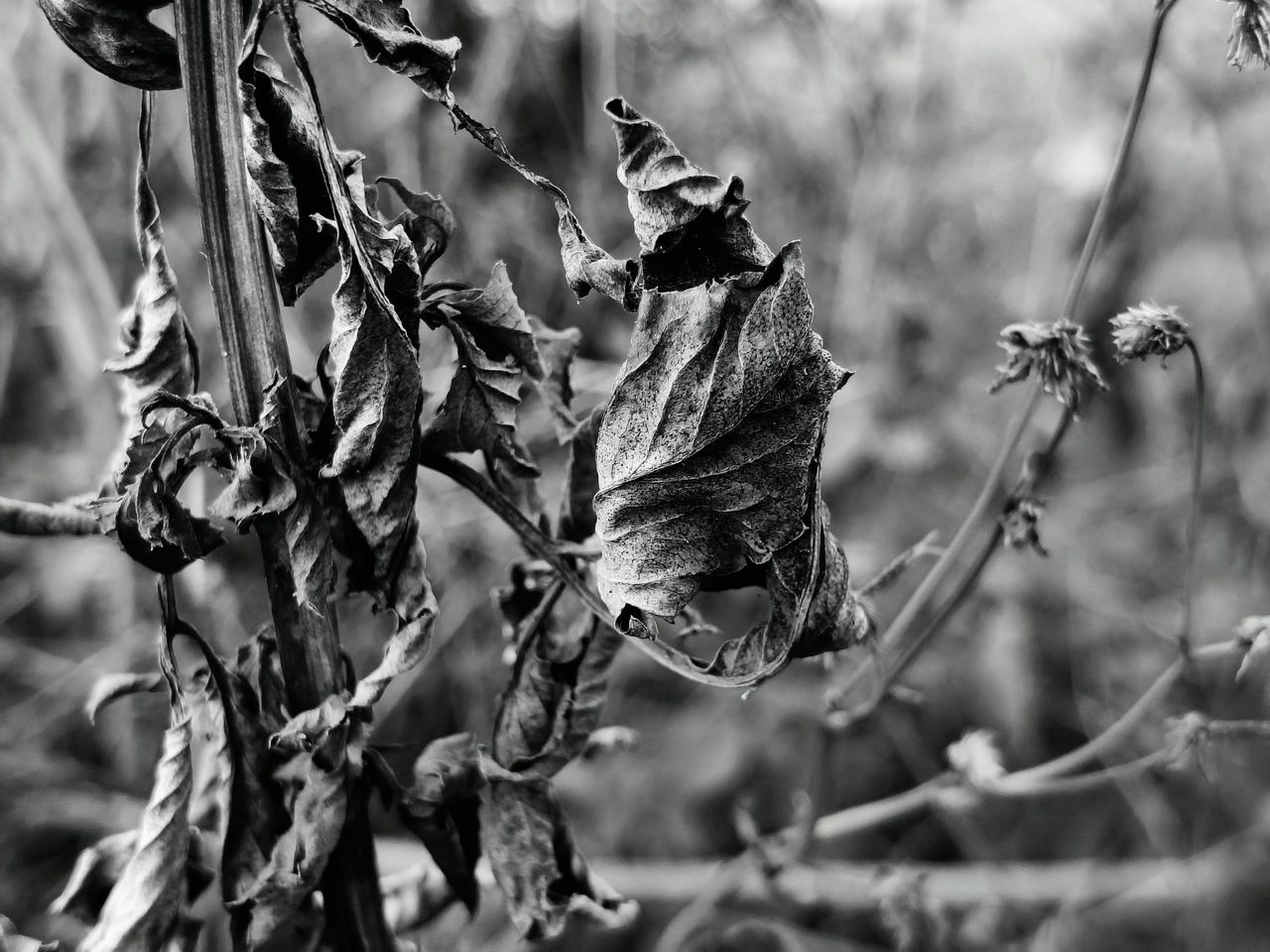Beauty in Dried Things