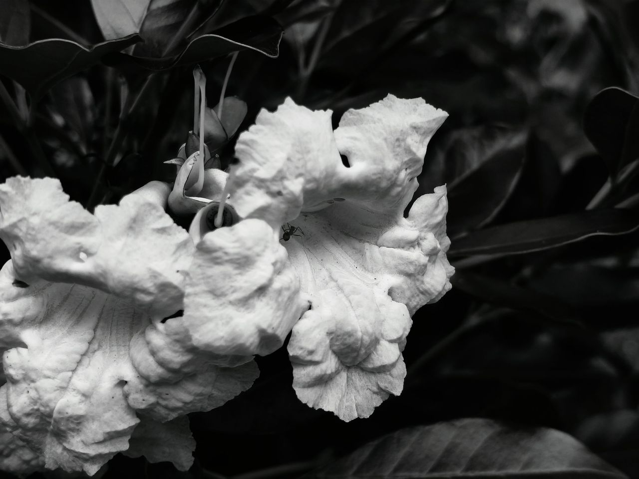 White Flowers and Quiet Mornings