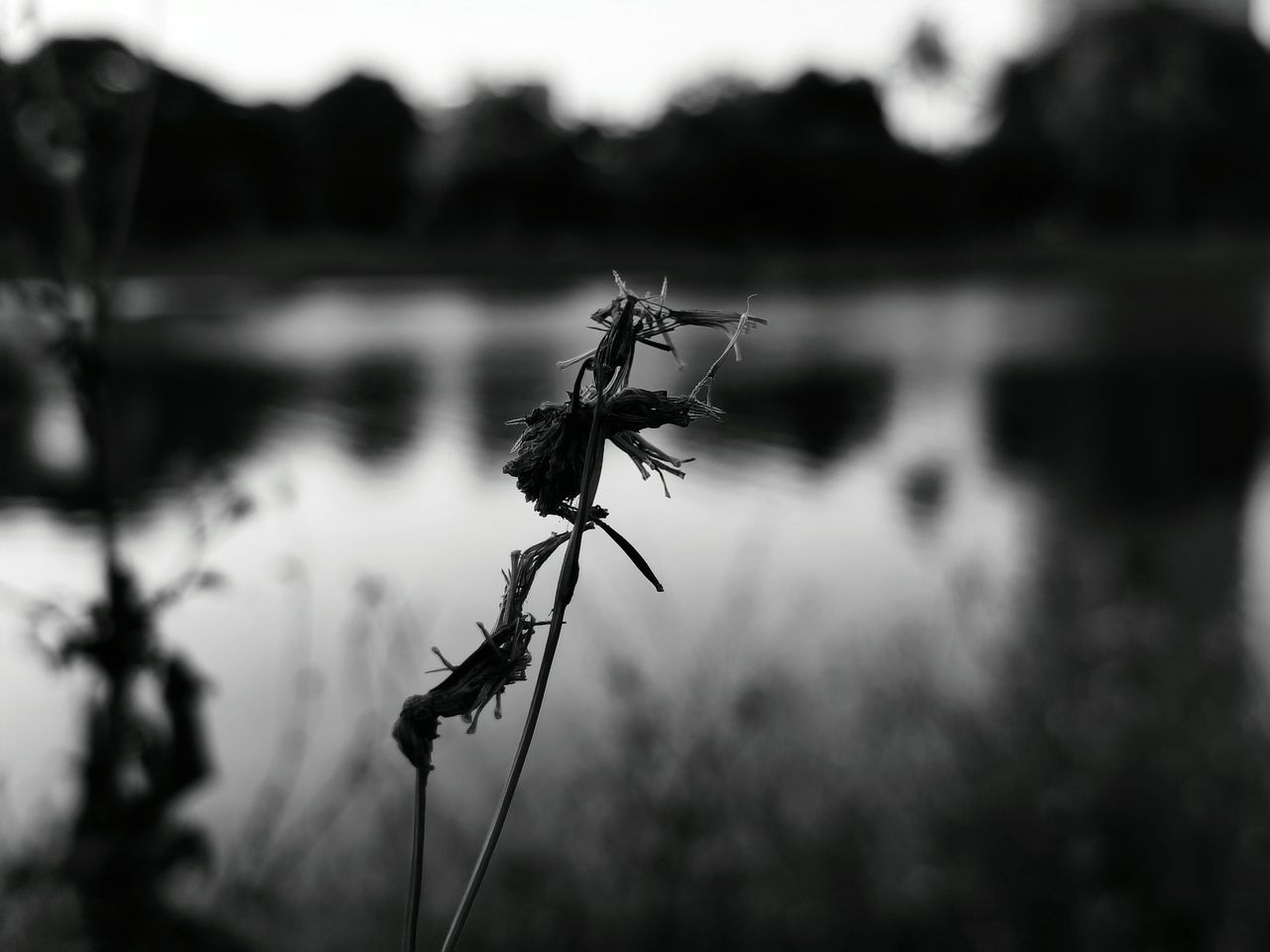 The Beauty of Shallow Depth of Field