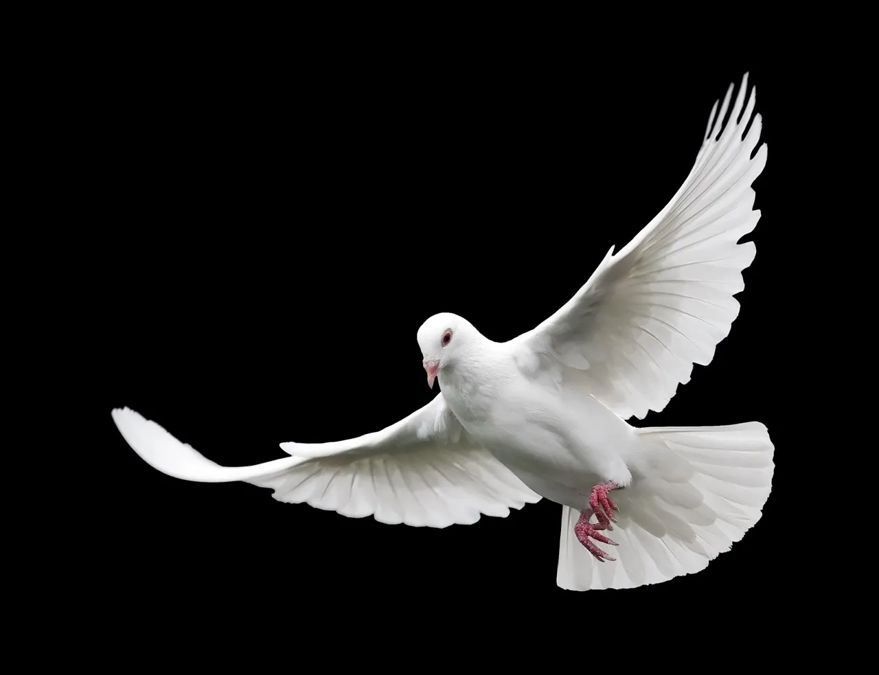 bird-3098447_1280.jpg