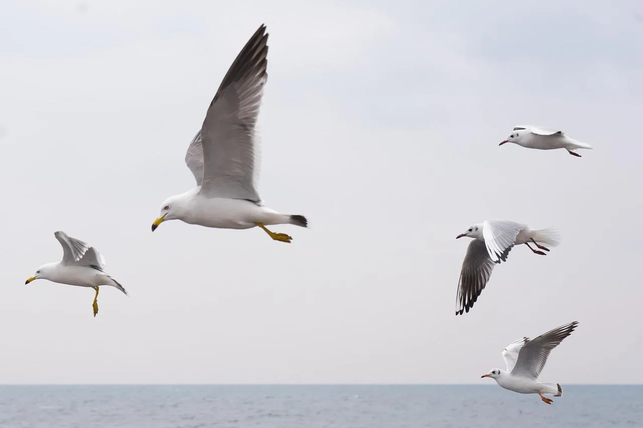 seagull-4026280_1280.jpg