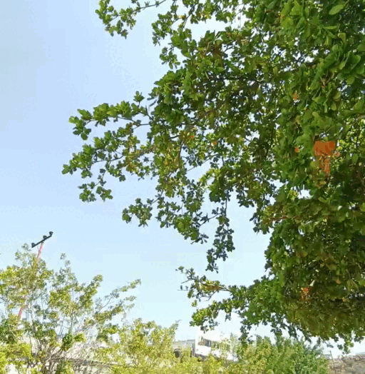 WhatsApp Video 2022-04-08 at 12.24.12 AM.gif