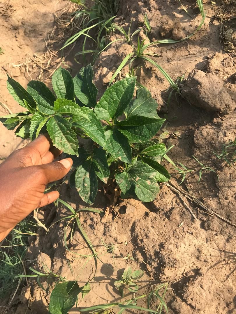 How to pre-germinate seedlings and transfer them to the field.  