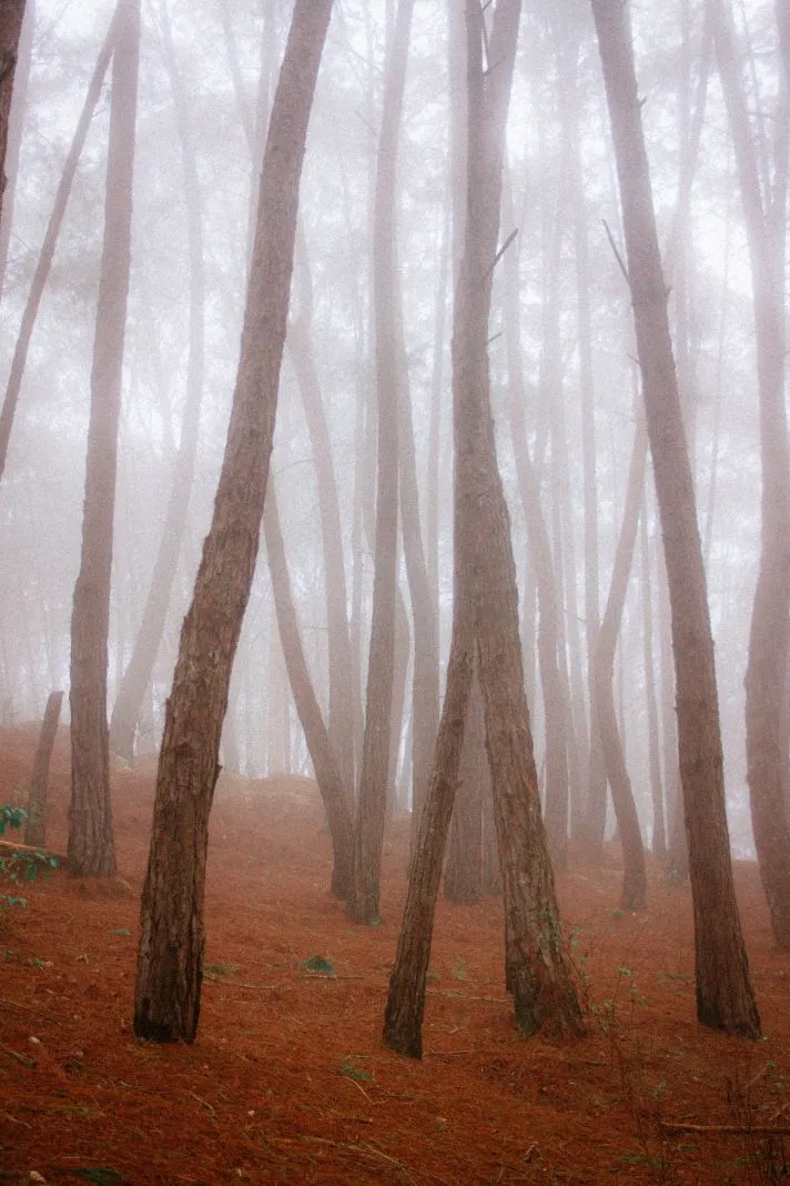 Bosque-11.jpg