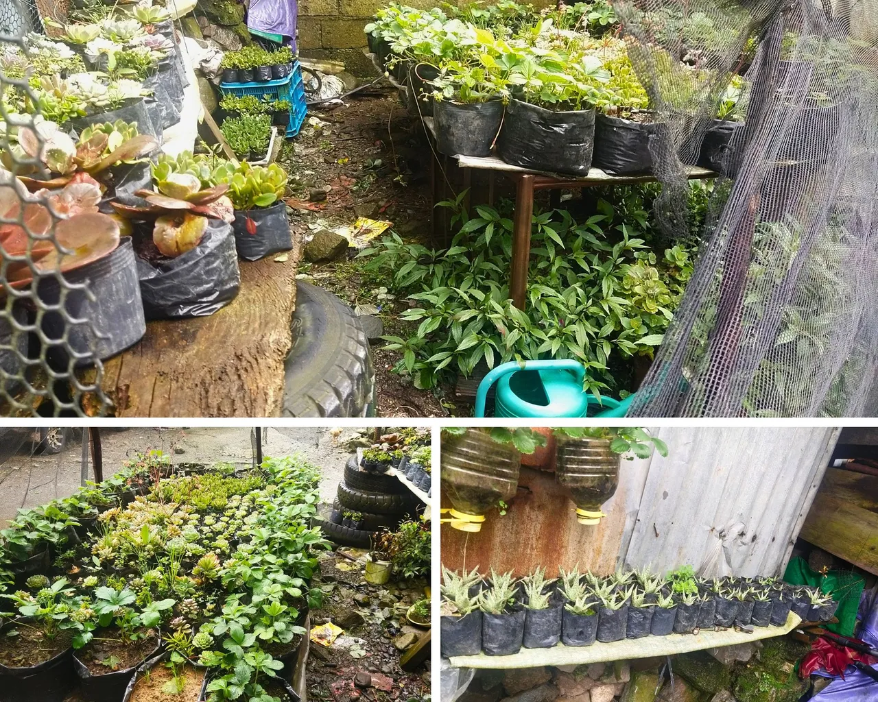 Our improvise wooden stand