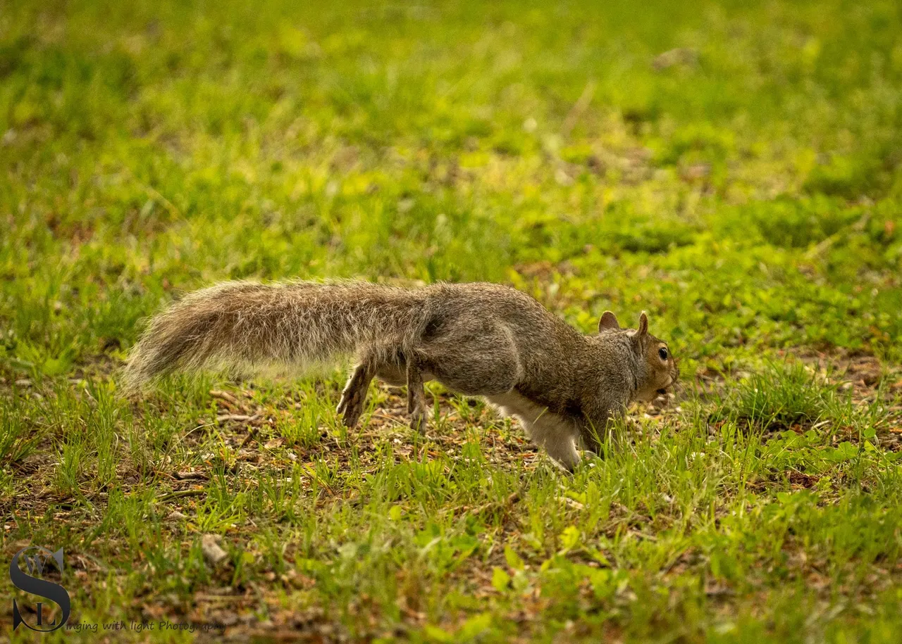 sb squirrels-8.jpg