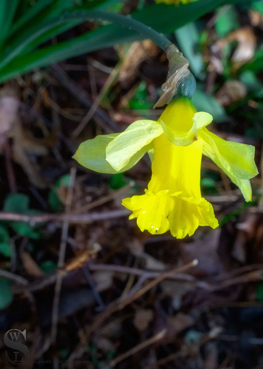 Band S daffodils-7.jpg
