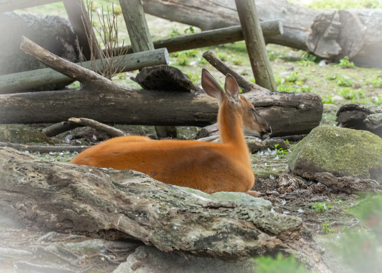 some more from the zoo-2.jpg