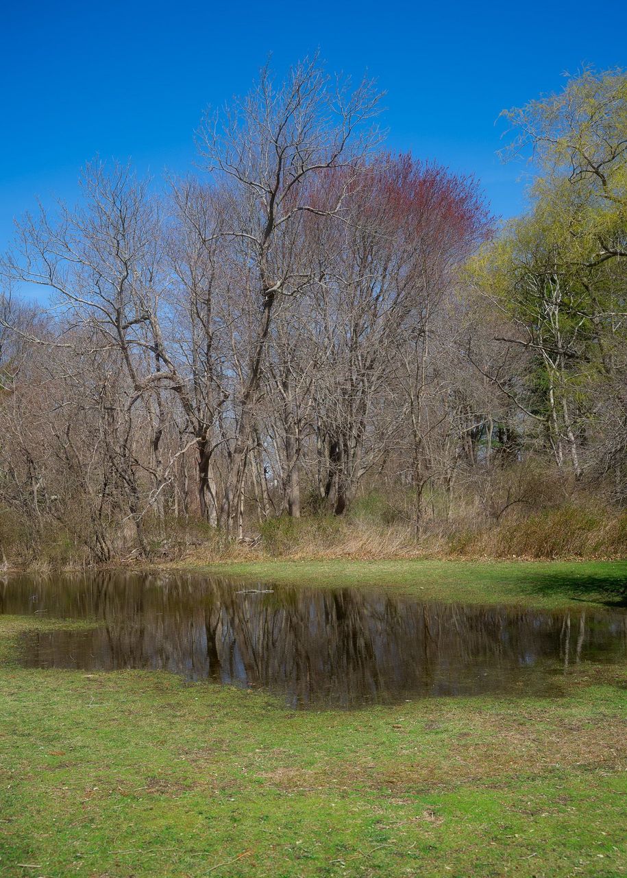 buttonwood soon will be spring-2.jpg
