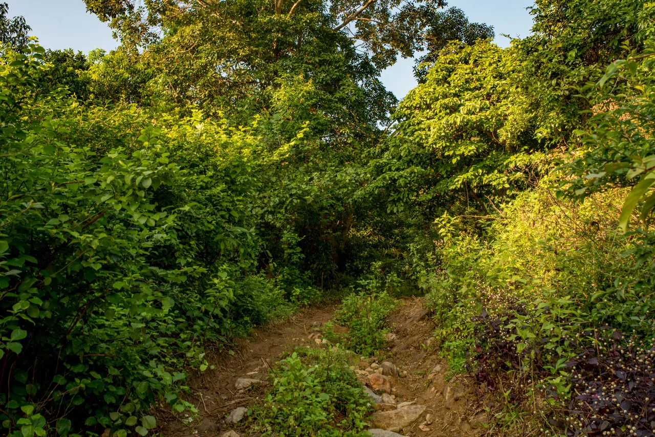 DSC_6462.JPG