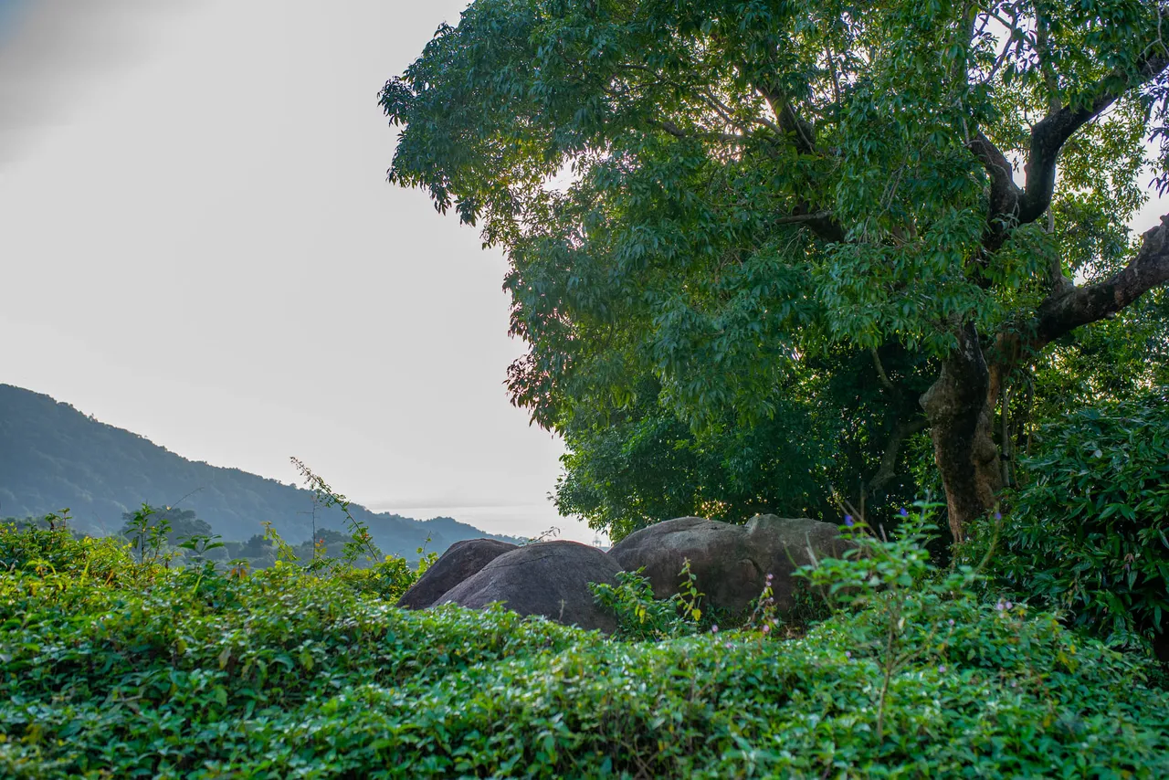 DSC_6474.JPG