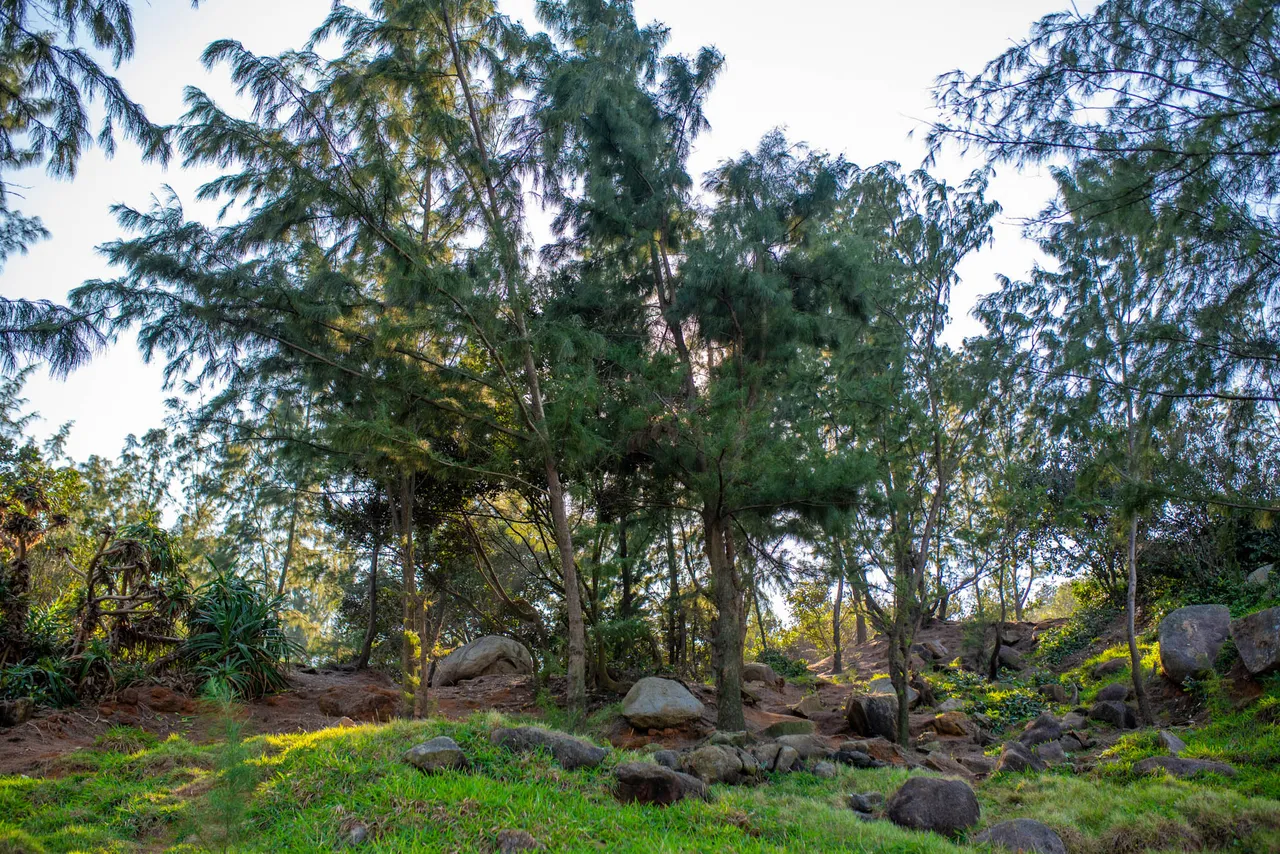 DSC_6285.JPG