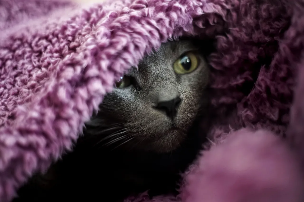 Suzi purple blanket 5.jpg