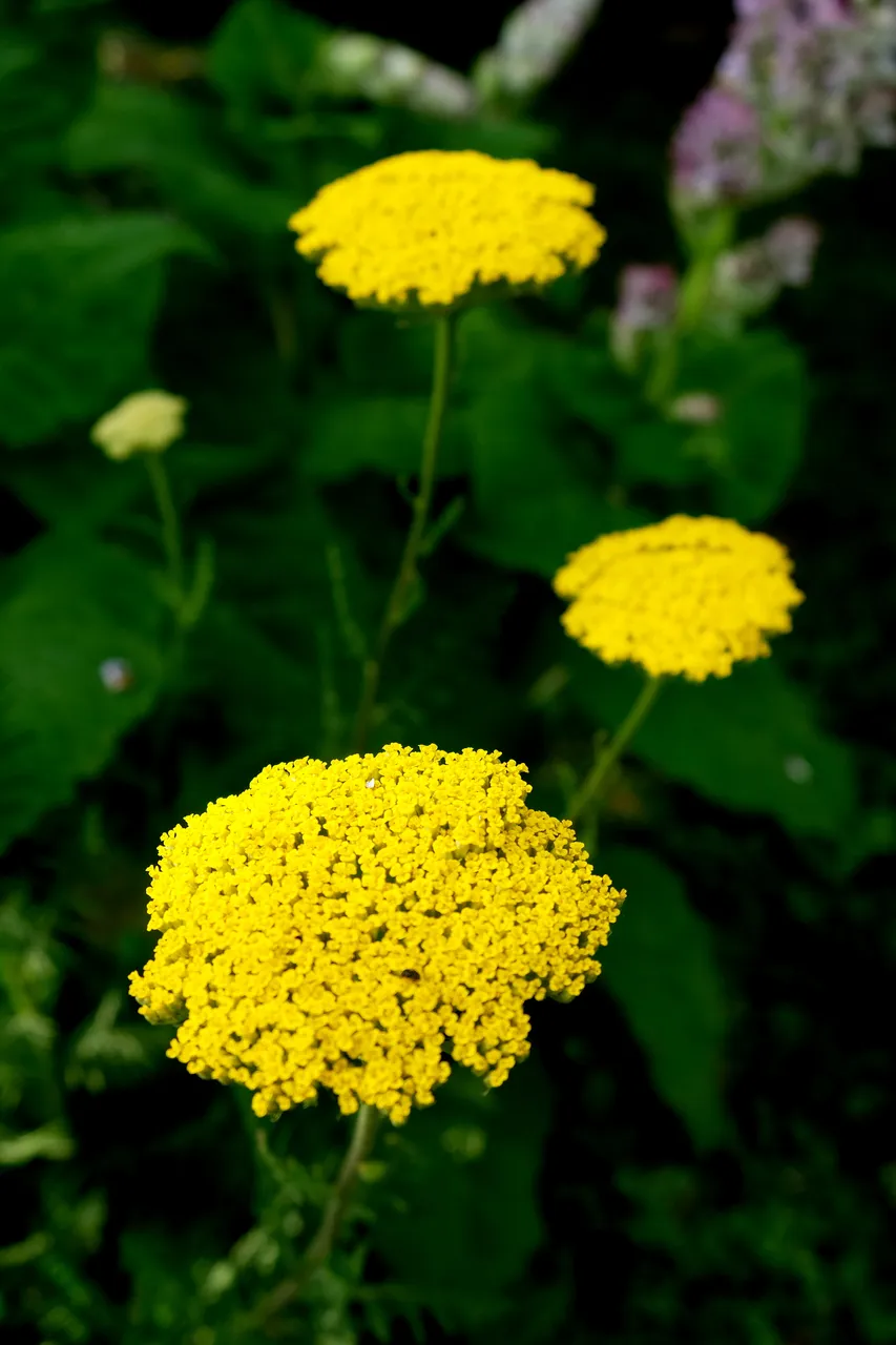 DSCF4159fszutohive.JPG