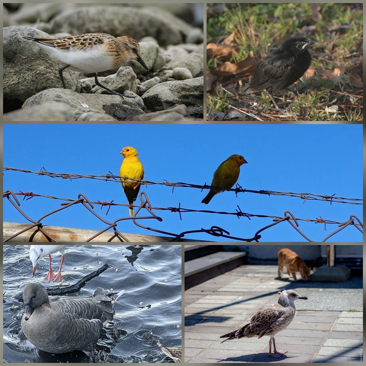 Winners Of Show Me A Photo Contest Round 251 in Feathered Friends Community