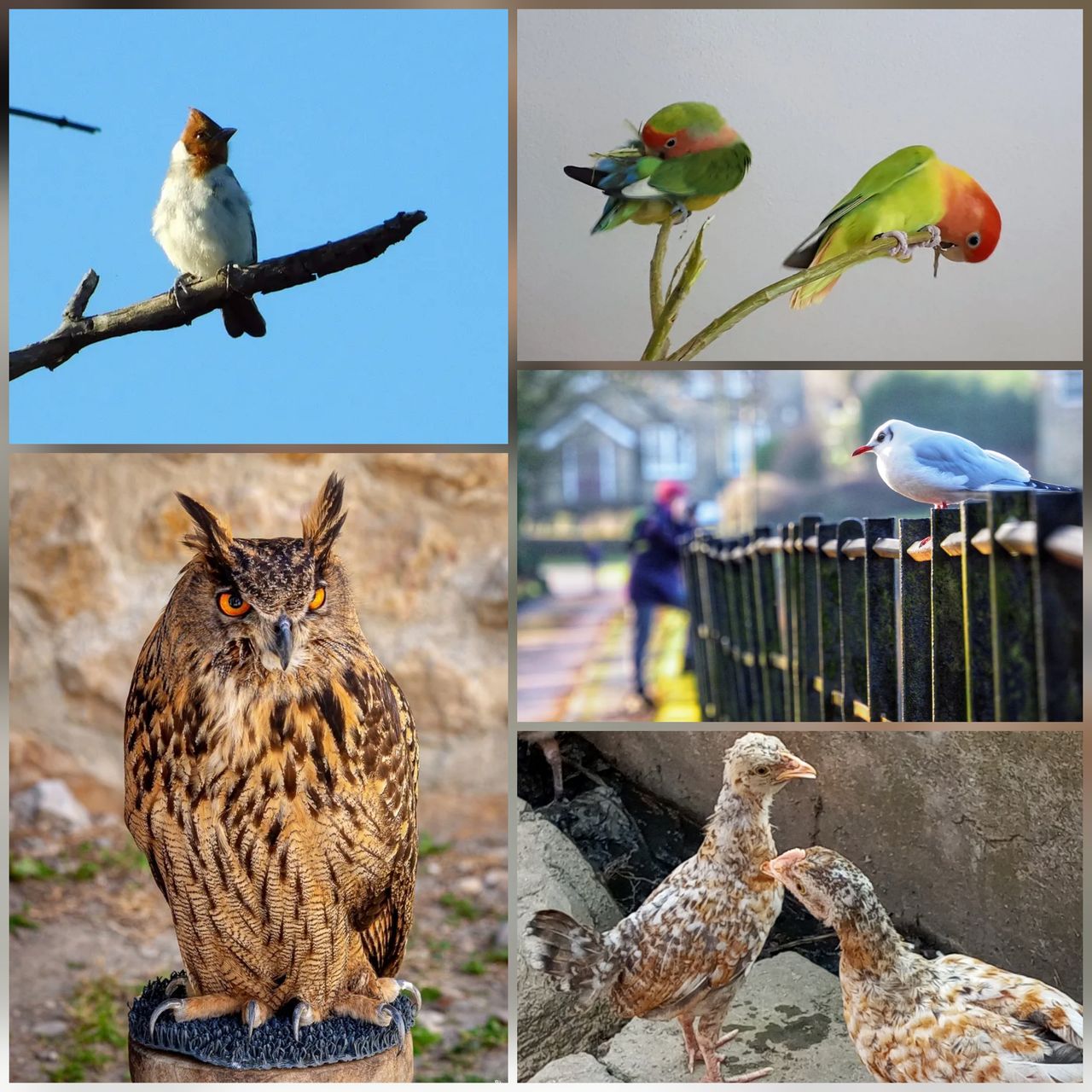 Winners Of Show Me A Photo Contest Round 255 in Feathered Friends Community