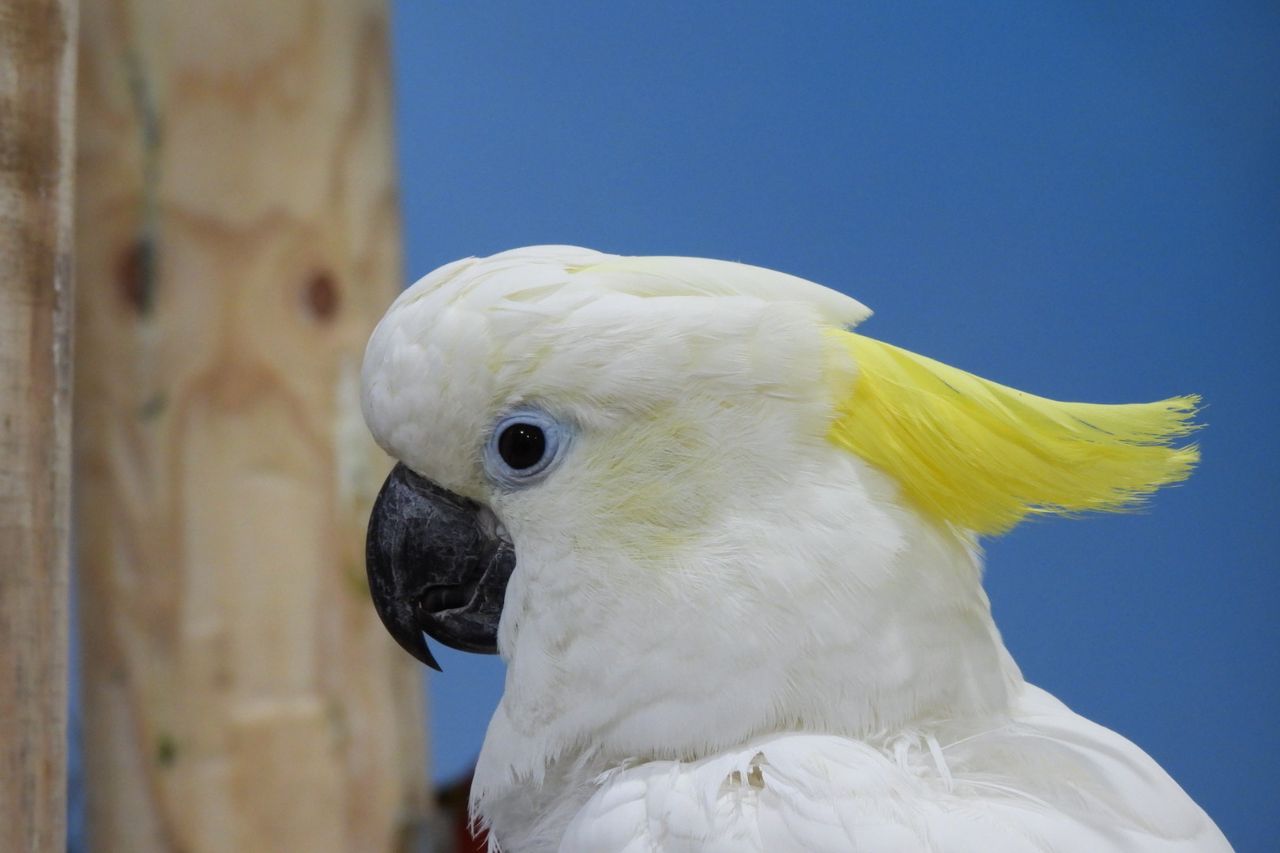 Feathered Friends - Show Me A Photo Contest Round 256