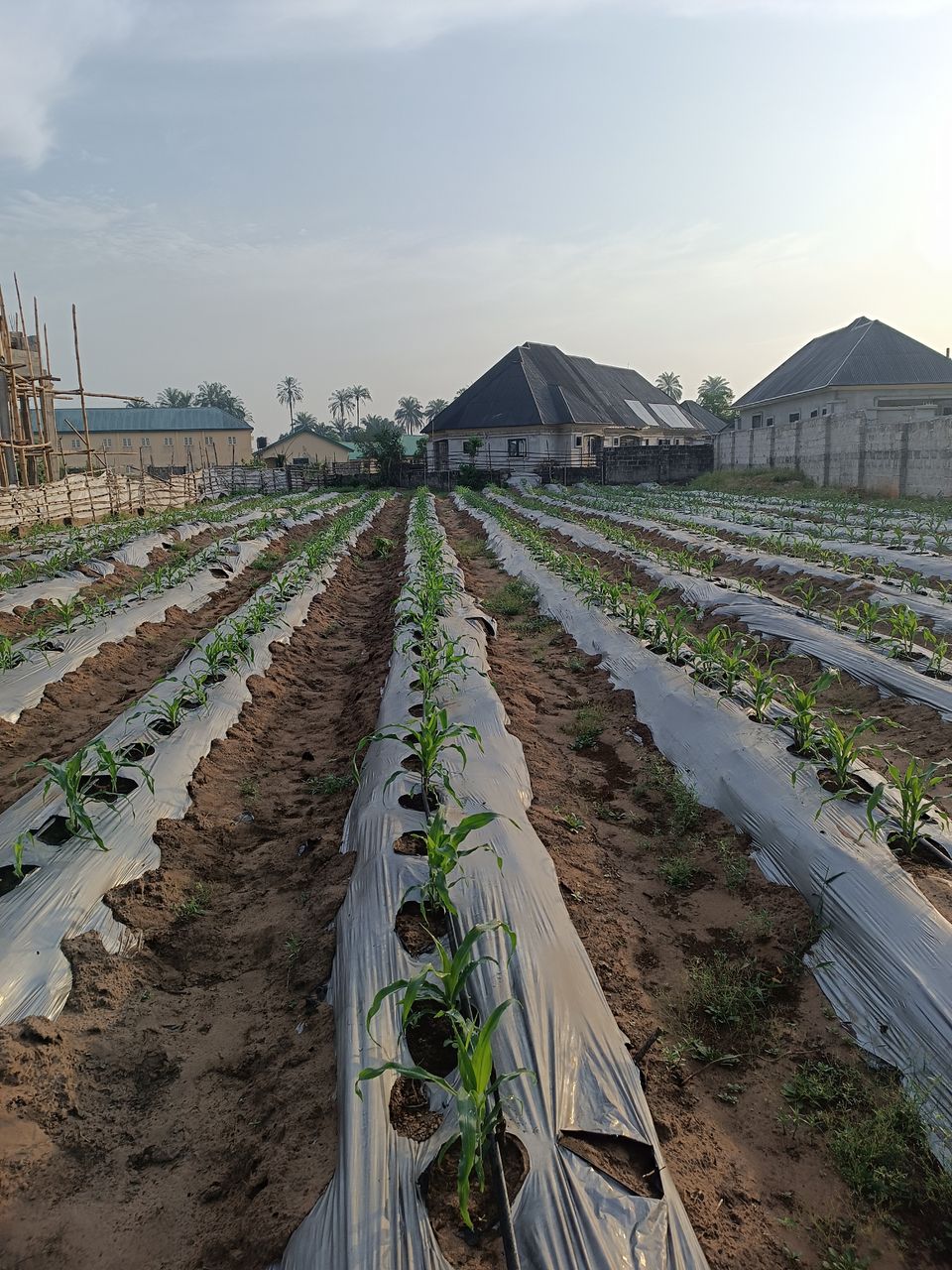 Land leasing and Crop Rotation 