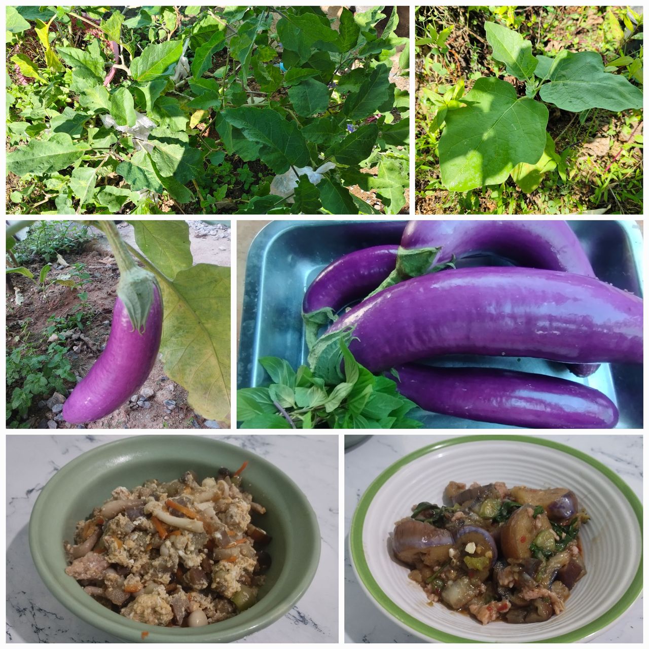My home garden : Purple eggplant and simple dishes made from purple eggplant.