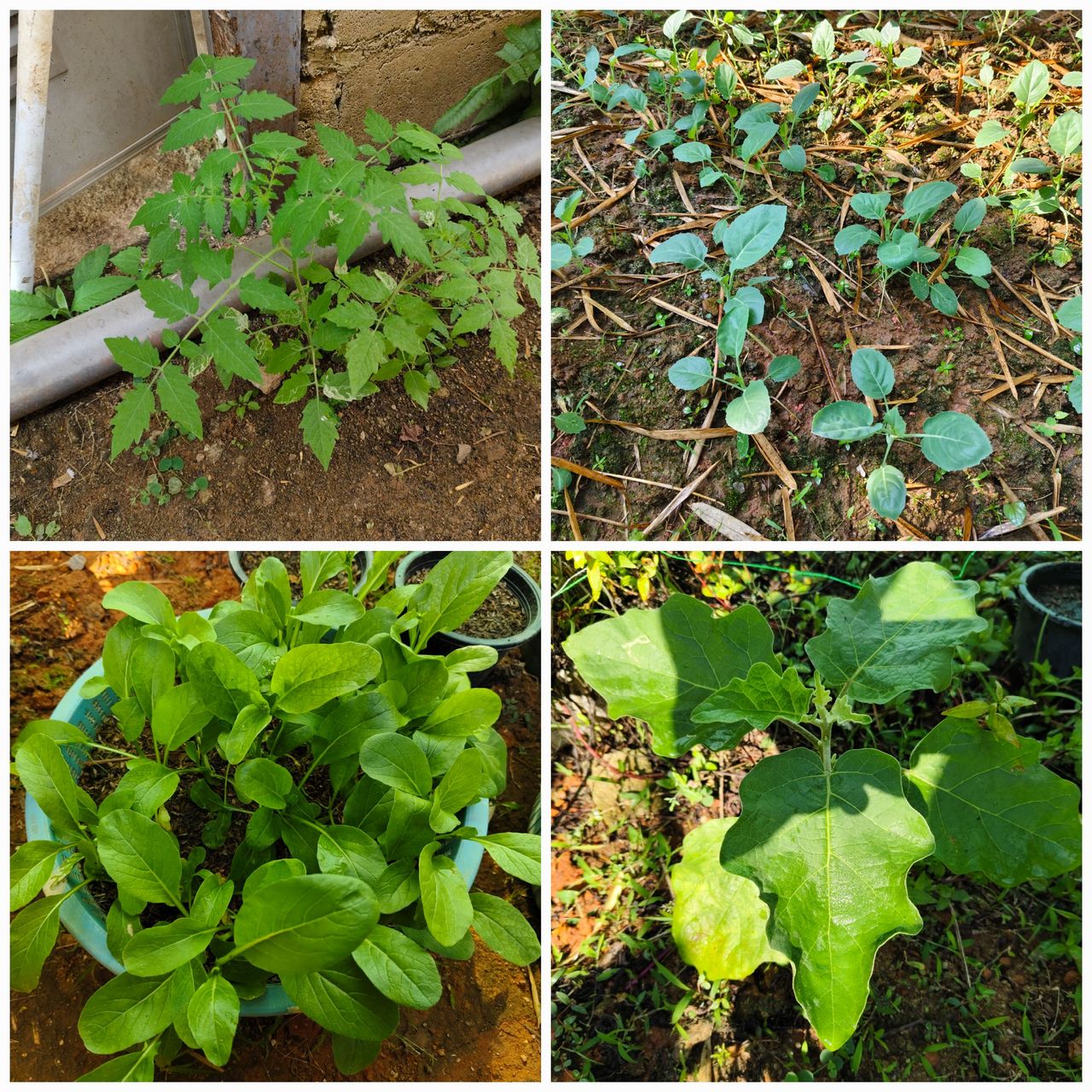 My home garden : Planting new vegetables and updating on the vegetables I planted 1-2 months ago.
