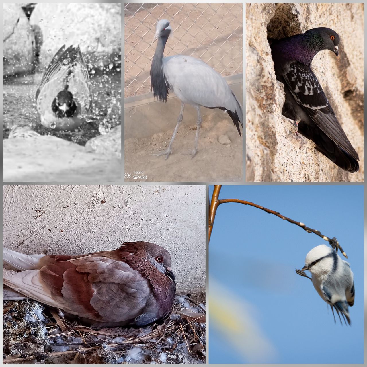 Winners Of Show Me A Photo Contest Round 259 in Feathered Friends Community