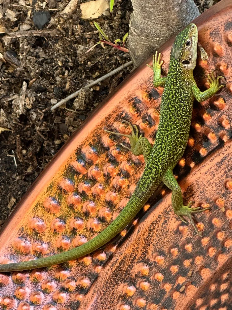 lizard.jpg