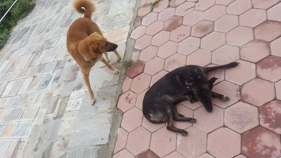 dogs2.jpg