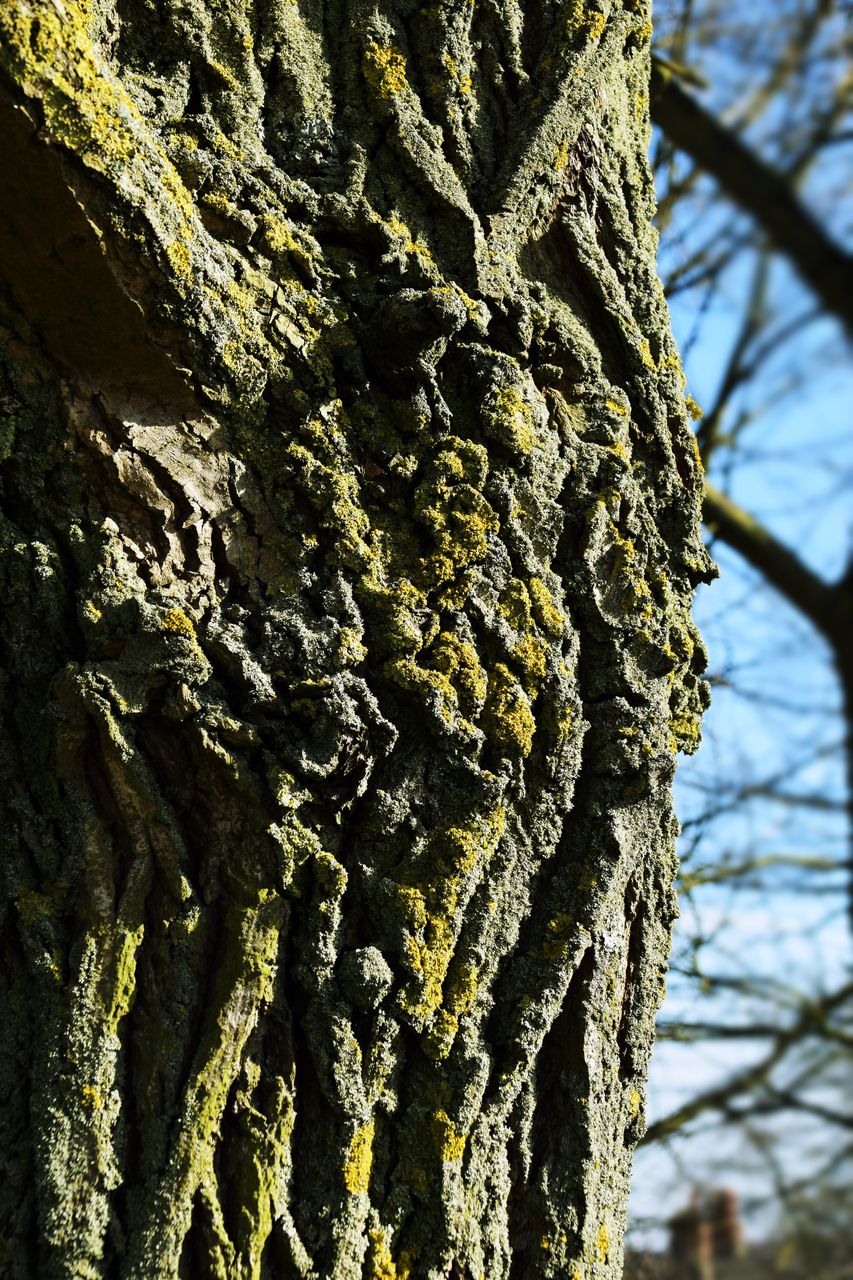 bark6.JPG