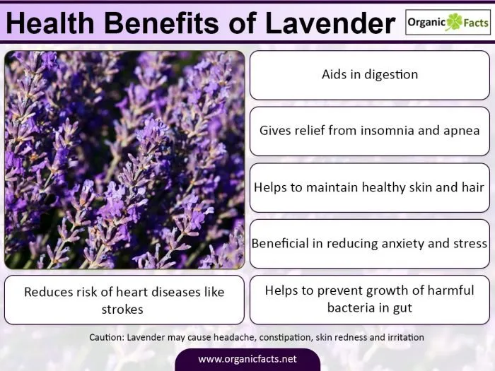 lavenderinfo.jpg