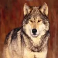 wolf picture.jpg
