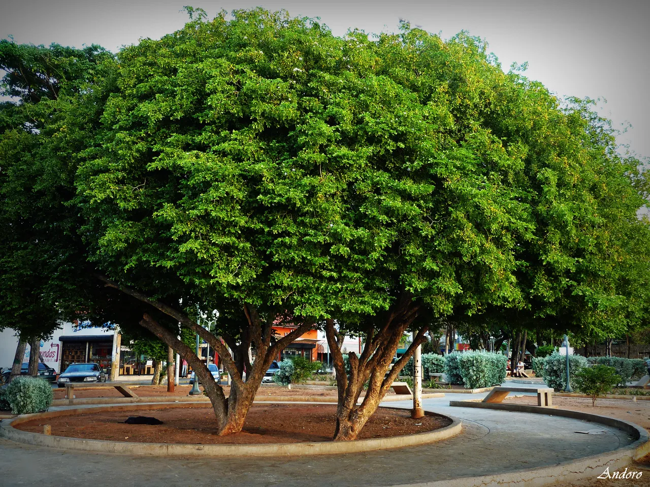 E-P1130183-1.JPG