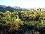 160px-Fynbos.jpg