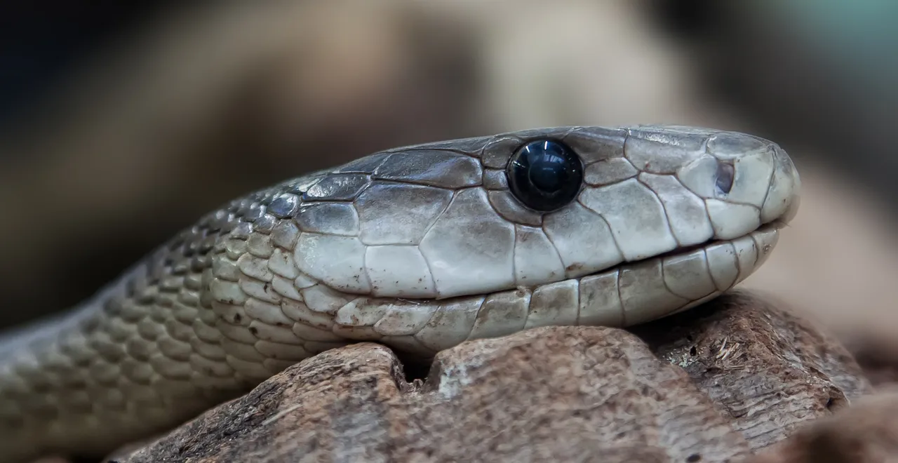 snake-653644.jpg