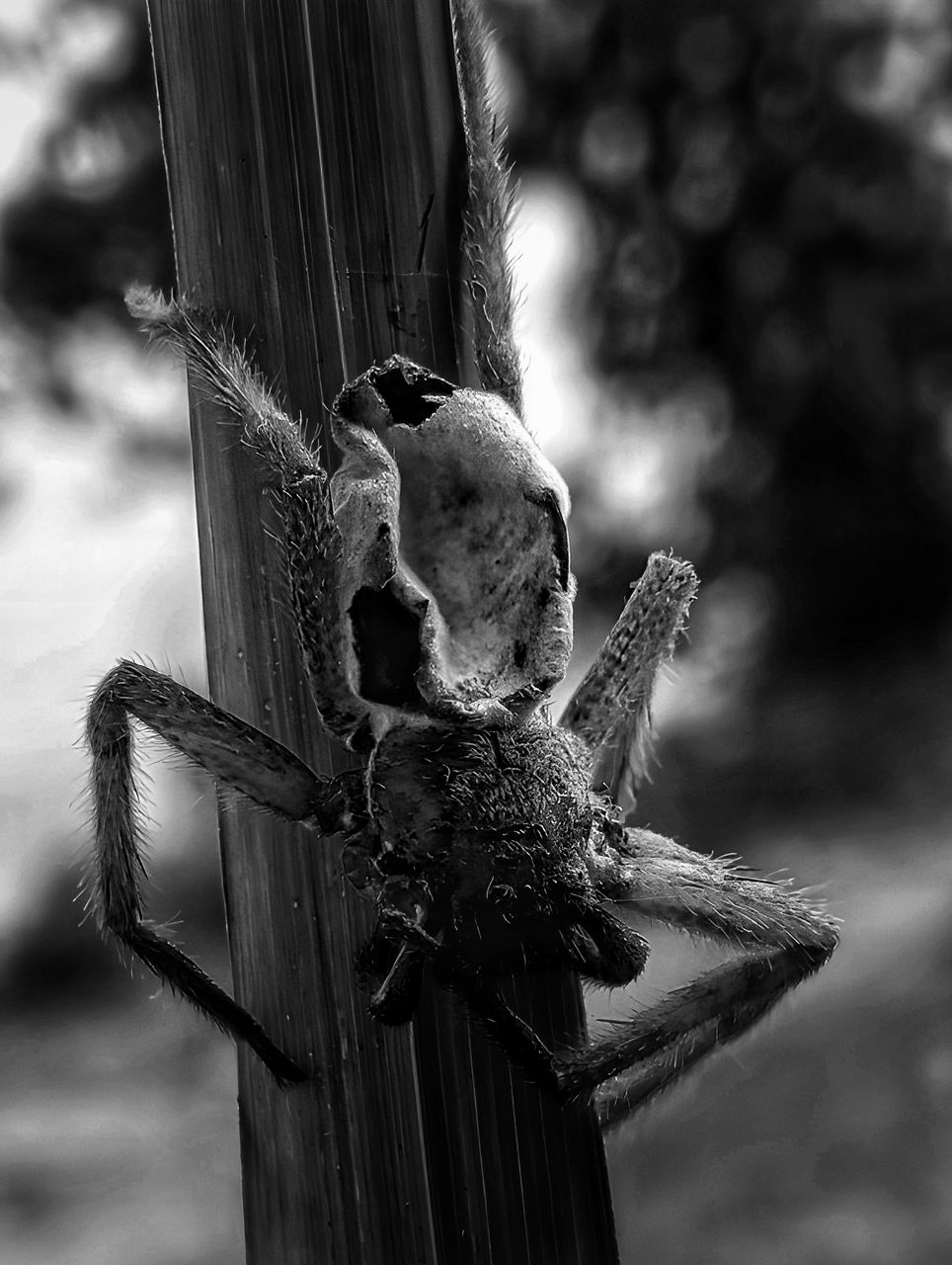 Photofeed Contest ~ Black and White Photography ~ Round 150