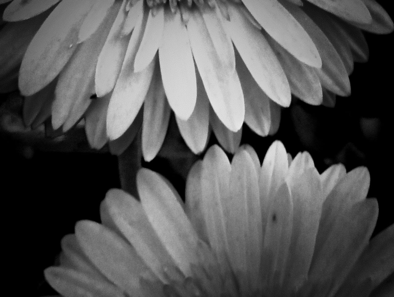 Monomad: monochromic flowers!