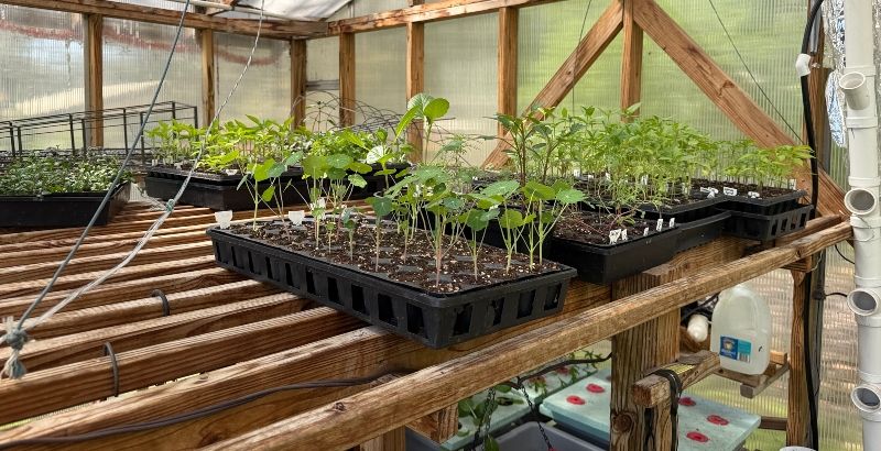 hivegarden-plants.jpg