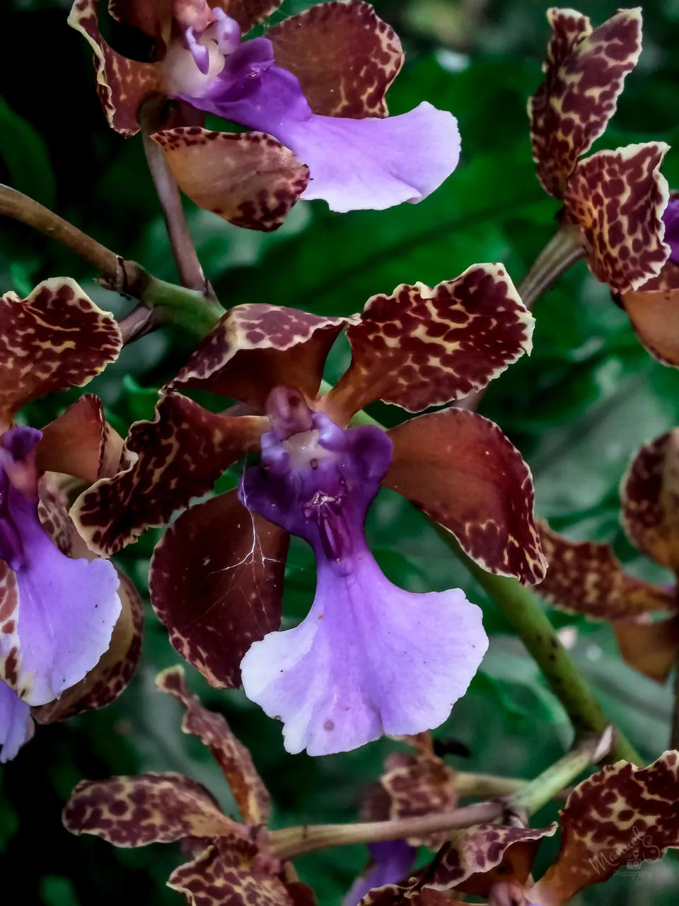 orquidea atigrada.JPG