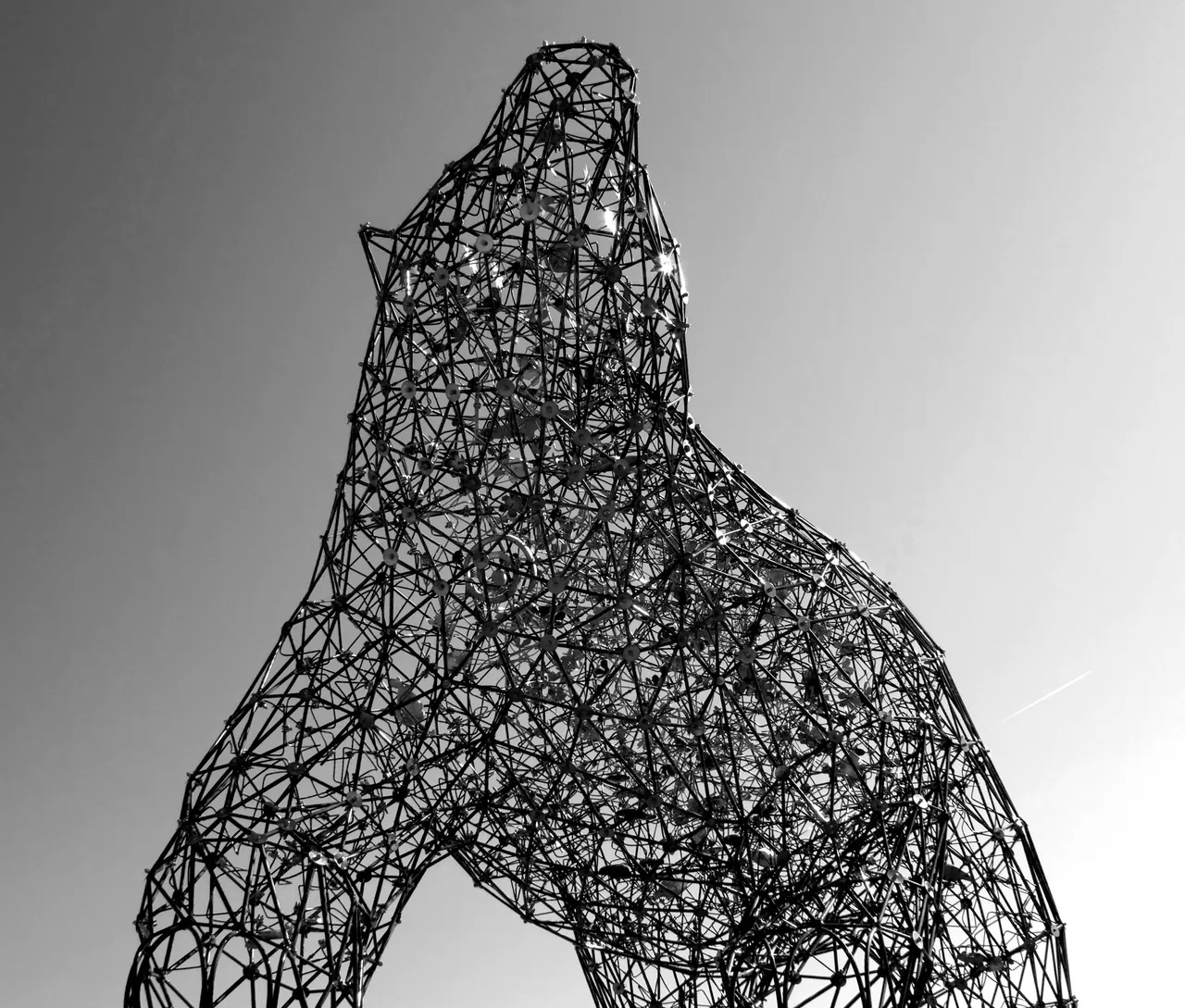 Bear Kelowna 2BW.jpg