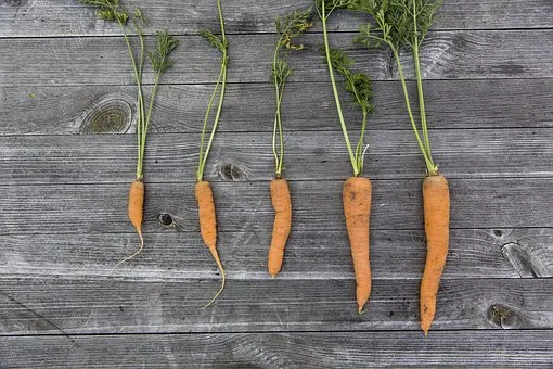 vegetables-1666632__340.jpg