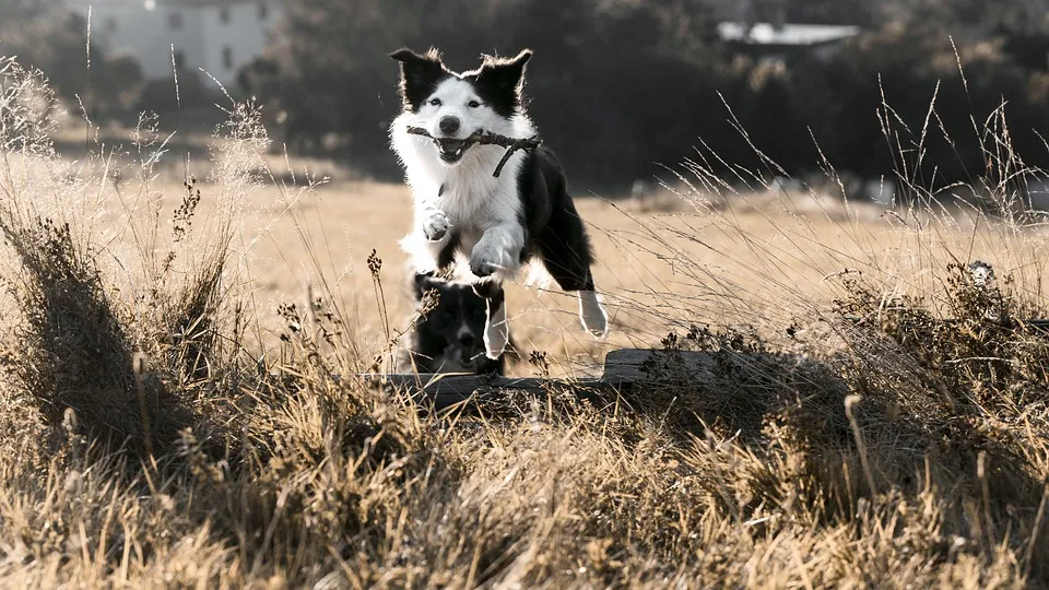 jumping-3681175_960_720.jpg