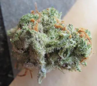 microsplitnugpistils298.jpg