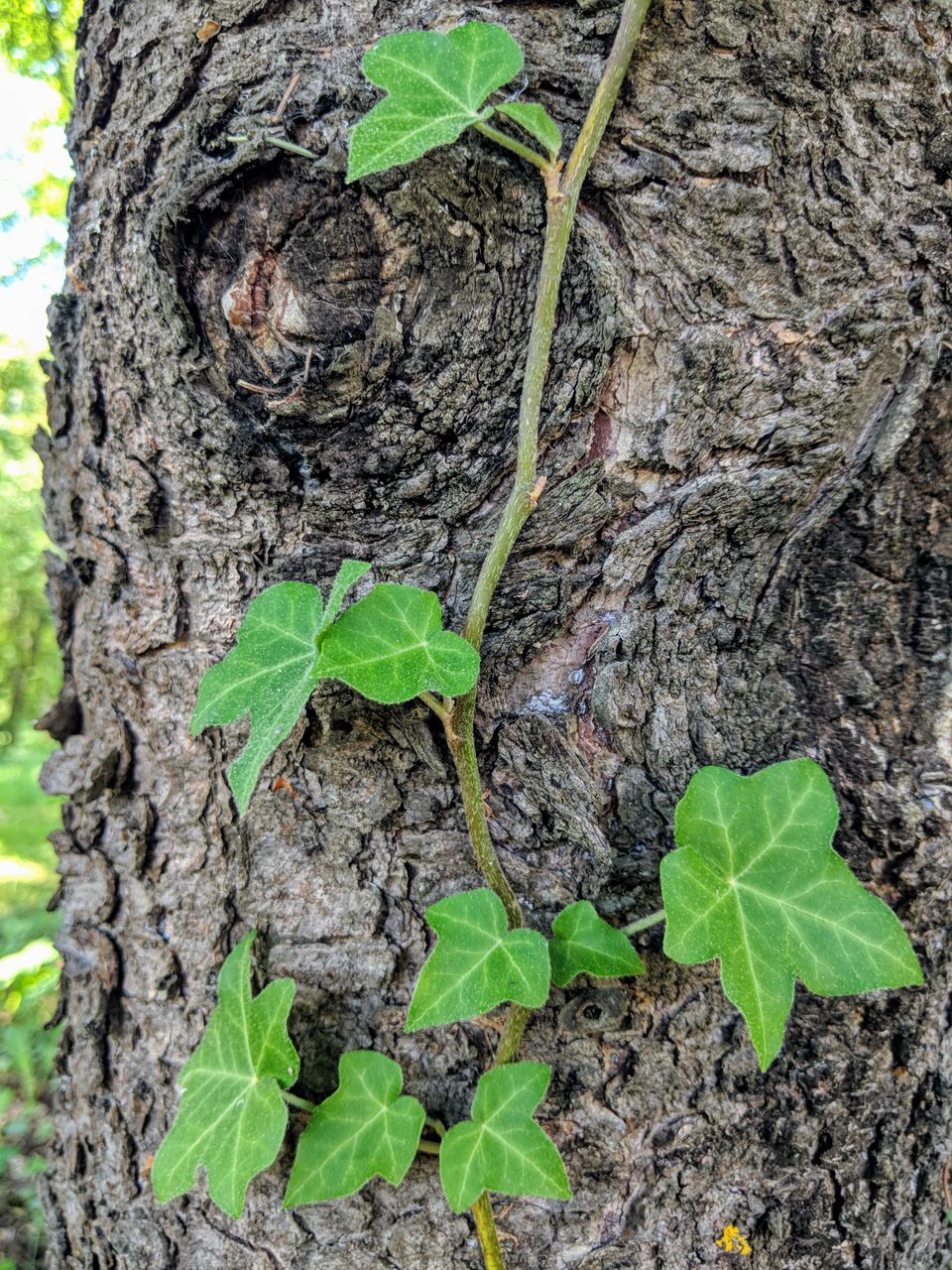 MVIMG_20180527_131231~2.jpg