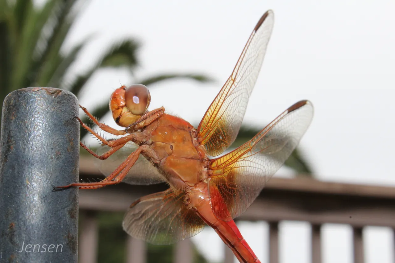 dragonfly2018backyard02.JPG