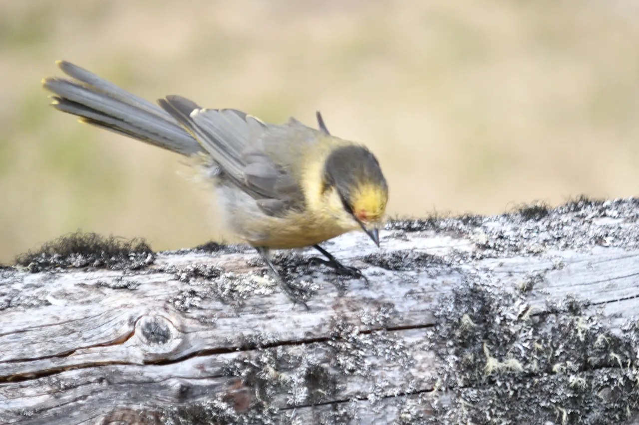 DSC_9675  Copy bird on a beem small.jpg